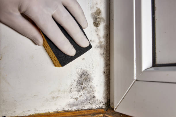 Best Comprehensive Air Testing for Mold Contaminants  in Tyndall Af, FL